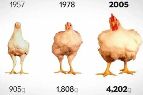 Ile rośnie kurczak? 42 vs 80 dni jak to wpływa na mięso?