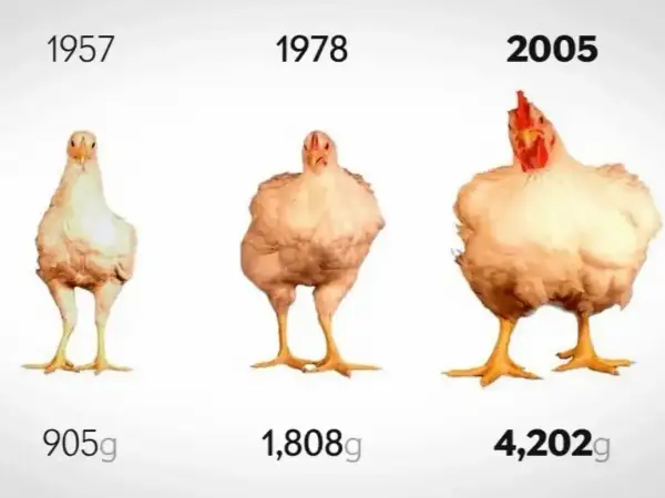 Ile rośnie kurczak? 42 vs 80 dni jak to wpływa na mięso?
